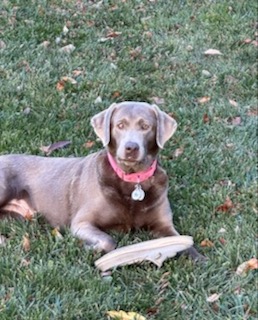 Silver Labrador Retriever