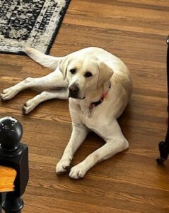 Yellow Labrador Retriever