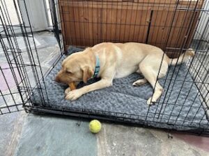 Yellow Labrador Retriever