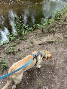 Yellow Labrador Retriever