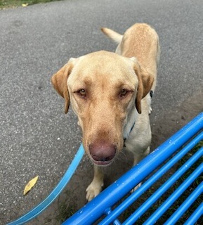 Yellow Labrador Retriever