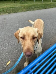 Yellow Labrador Retriever