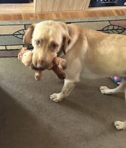 Yellow Labrador Retriever