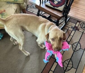 Yellow Labrador Retriever