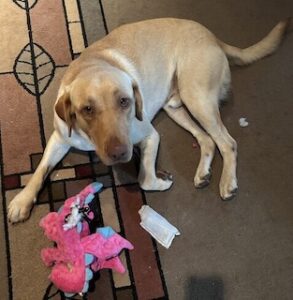 Yellow Labrador Retriever