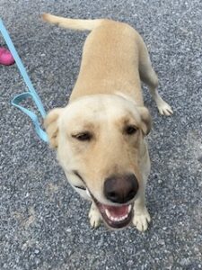 Yellow Labrador Retriever