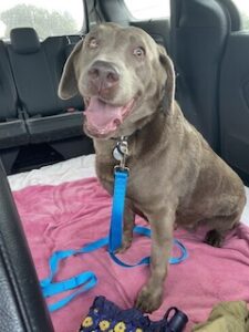 Silver Labrador Retriever