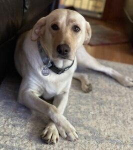 Yellow Labrador Retriever