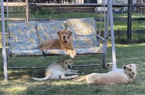 Yellow Labrador Retriever