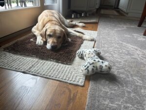 Yellow Labrador Retriever