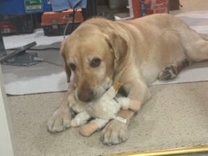 Yellow Labrador Retriever