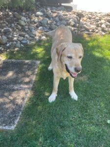 Yellow Labrador Retriever