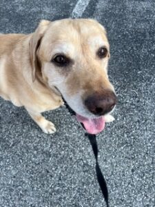 Yellow Labrador Retriever