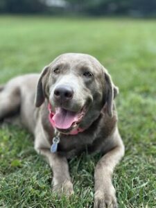 Silver Labrador Retriever