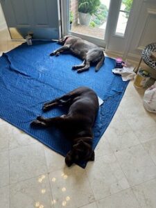 Silver Labrador Retriever