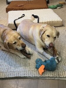 Yellow Labrador Retriever