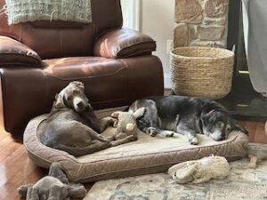 Silver Labrador Retriever