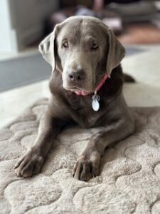 Silver Labrador Retriever