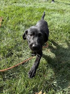 Black Labrador Retriever Mix