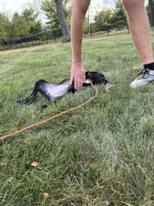 Black Labrador Retriever Mix