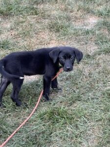 Black Labrador Retriever Mix