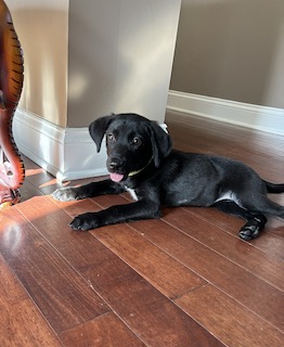 Black Labrador Retriever Mix