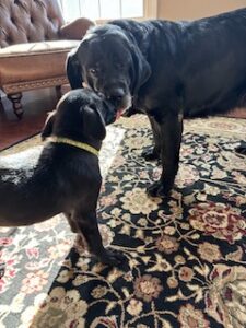 Black Labrador Retriever Mix