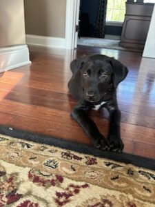 Black Labrador Retriever Mix