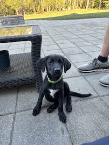 Black Labrador Retriever Mix