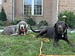 Silver Labrador Retriever