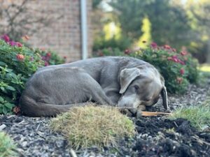 Silver Labrador Retriever