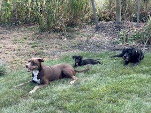 Black Labrador Retriever Mix