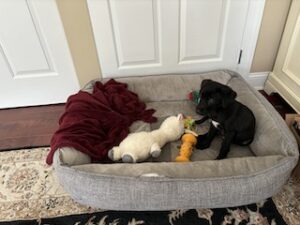 Black Labrador Retriever Mix