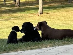 Black Labrador Retriever Mix