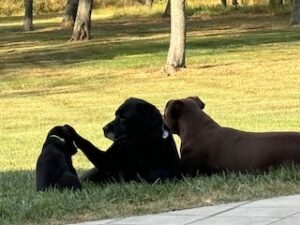 Black Labrador Retriever Mix