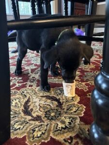 Black Labrador Retriever Mix