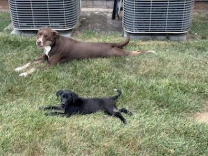 Black Labrador Retriever Mix