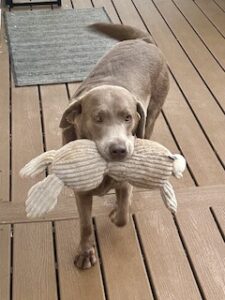 Silver Labrador Retriever