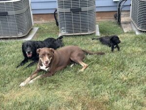 Black Labrador Retriever Mix