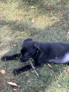 Black Labrador Retriever Mix