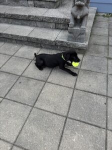 Black Labrador Retriever Mix