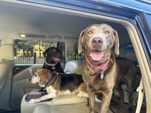 Silver Labrador Retriever