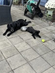 Black Labrador Retriever Mix