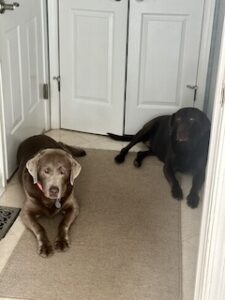 Silver Labrador Retriever