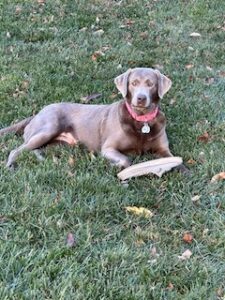 Silver Labrador Retriever