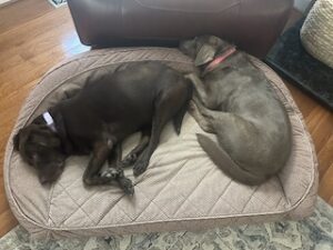 Silver Labrador Retriever