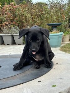 Black Labrador Retriever Mix