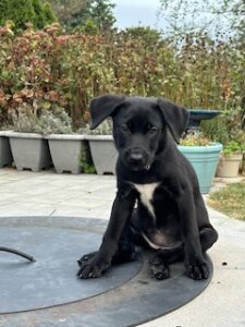 Black Labrador Retriever Mix