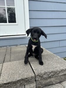 Black Labrador Retreiver Mix