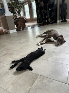 Black Labrador Retreiver Mix